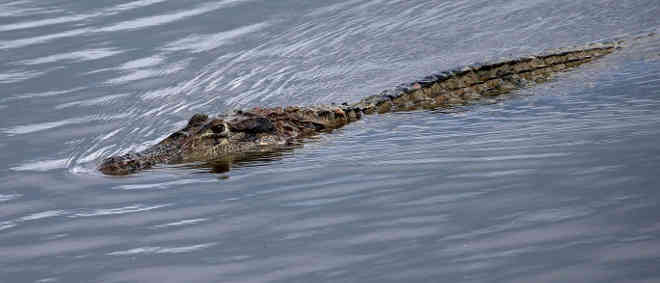 DESESPERO: Pescador sofre ataque de jacaré no rio Madeira em Porto Velho