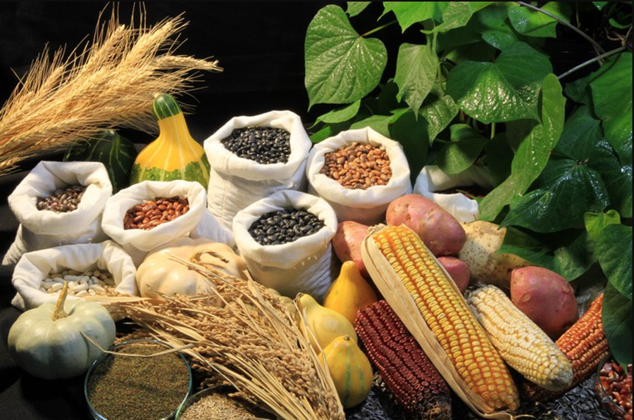 BRASIL: Novas regras para uso de sementes começam em março de 2023