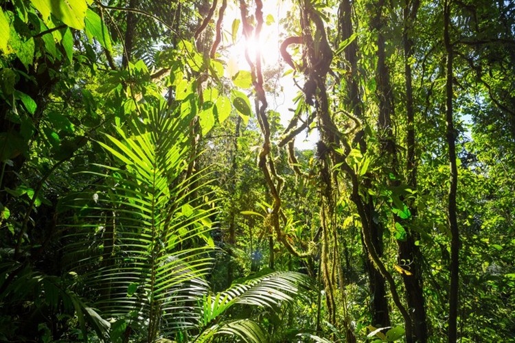 INÉDITO: Inventário Florestal de Rondônia será lançado na Agrolab Amazônia