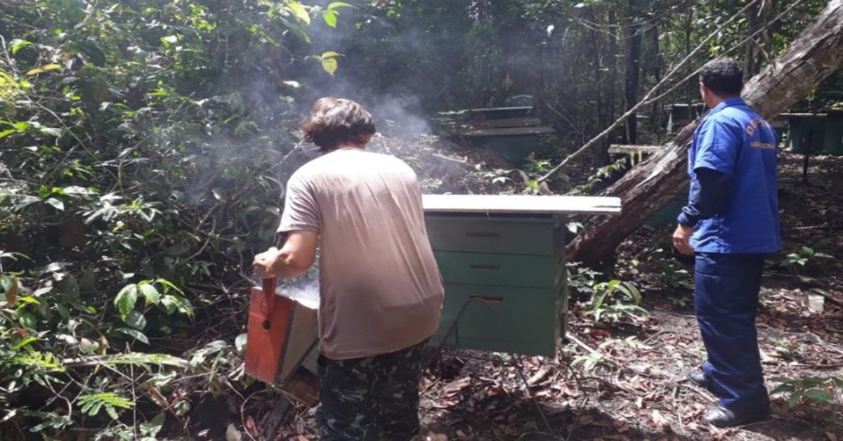 PRODUÇÃO: Área apícola é inspecionada para prevenção do besouro das colmeias