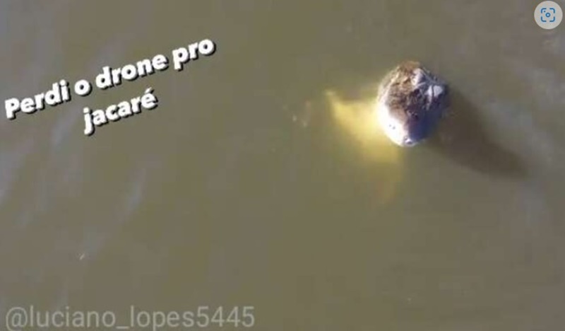 PERDEU: Jacaré salta, abocanha e destrói drone durante filmagem em rio