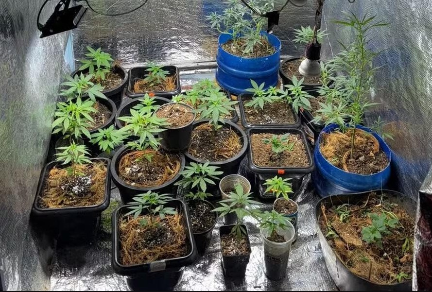 TRÁFICO: Cerca de 25 pés de maconha são apreendidos em residência