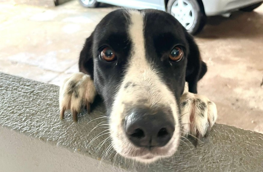 PROCURA-SE: Cachorrinha 'Melman' desaparece na zona Leste de Porto Velho