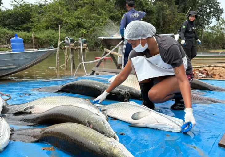 RESERVA EXTRATIVISTA: Manejo captura 361 pirarucus invasores na Resex Rio Cautário