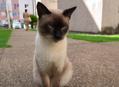 DESAPARECIDA: Gatinho resgatado foge pela segunda vez após adoção 