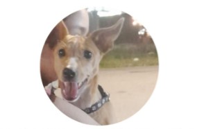 VOCÊ VIU? Cachorrinha desaparece após ser levada por mulher na Zona Leste de PVH