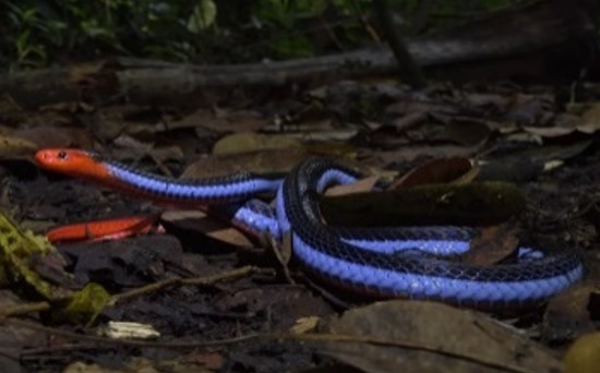 MAIS LETAL: Cobra coral azul - a serpente mais bela (e mortal) do mundo