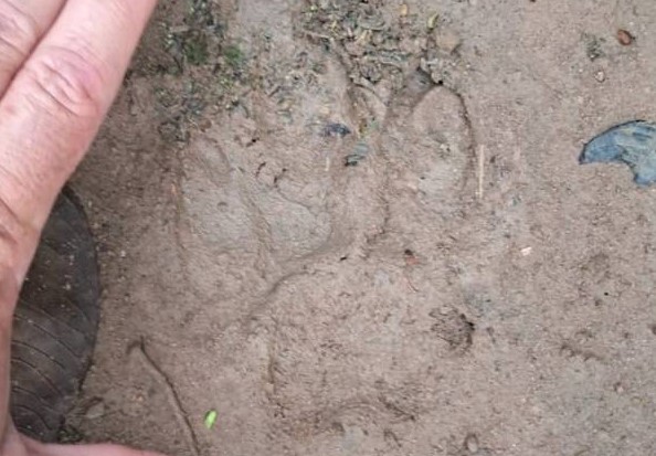 VÍDEO: Rastros deixados mostram que onça pintada estaria rondando setor de chácaras