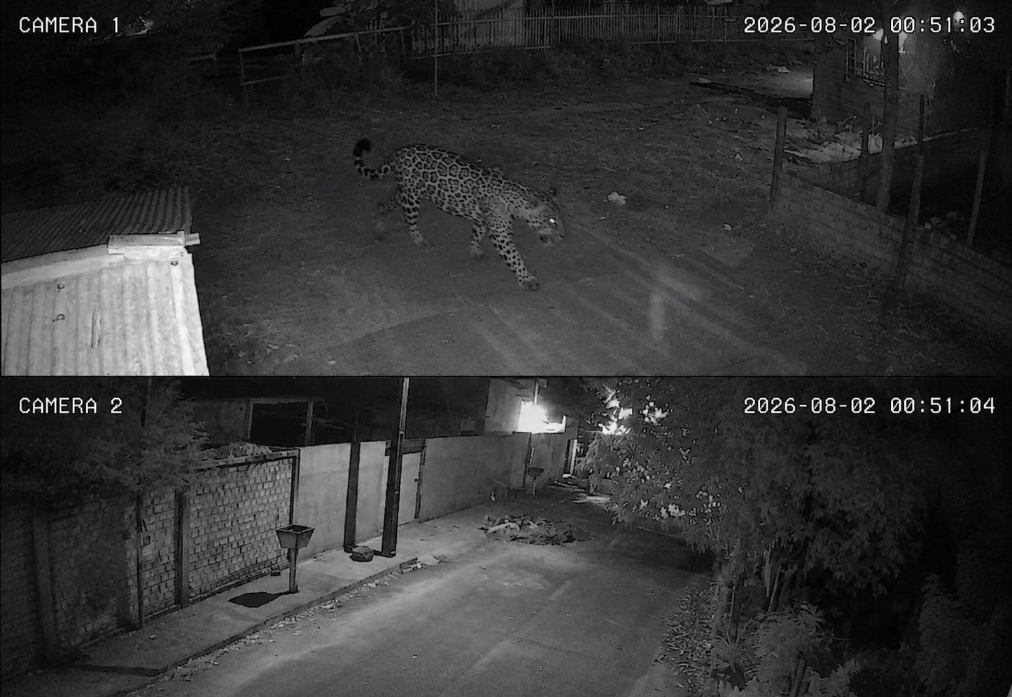 CUIDADO: Onça-pintada é flagrada em bairro de Candeias