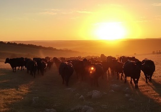 AGROPECUÁRIA: Rondônia se destaca entre os maiores produtores de gado no país
