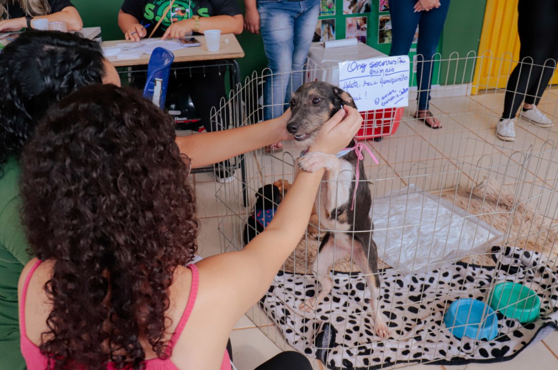 ADOÇÃO RESPONSÁVEL: Prefeitura realizará 10ª Feira de Adoção de Cães e Gatos