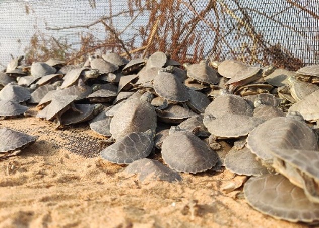 QUELÔNIOS: Tartarugas-da-Amazônia desovam em um dos maiores berçários naturais