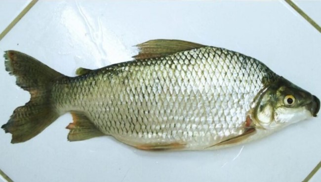 CURIMATÁ: O peixe brasileiro que virou estrela no exterior