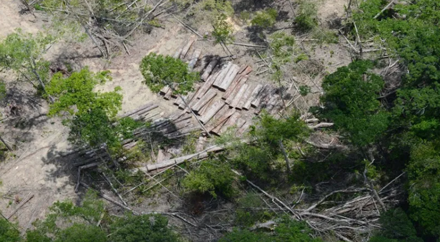 FLORESTA: Desmatamento da Amazônia aumentou 60% no governo Bolsonaro, diz Inpe