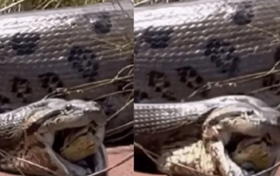 VÍDEO: 'Anaconda' gigante regurgita sucuri no interior de Goiás