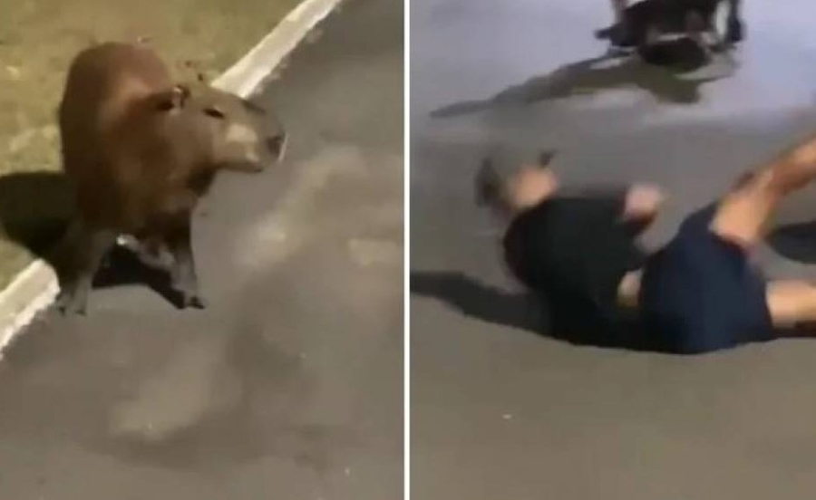 ASSISTA: Vídeo mostra homem sendo atropelado por capivara em parque