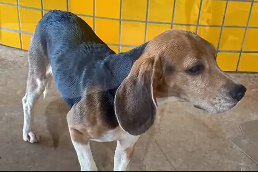 PARANÁ: Magro e faminto, cão desaparecido há dois anos é encontrado