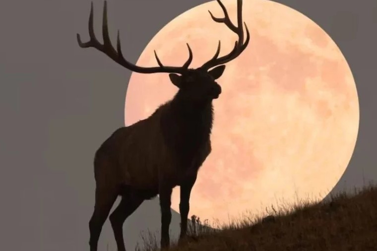 'LUA DO VEADO': Fenômeno poderá ser visto no Brasil a partir de hoje (10)