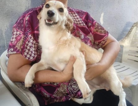 'MIÚDA': Tutor paga recompensa para quem encontrar cachorra desaparecida