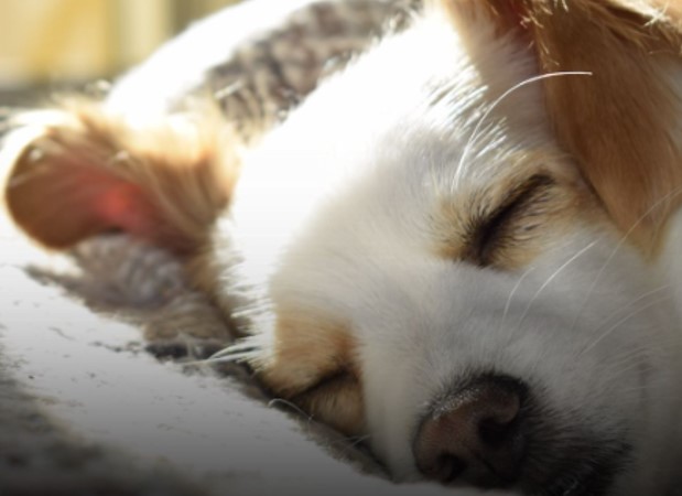 SONHO DE CÃO: Seu cachorro sonha contigo enquanto dorme 