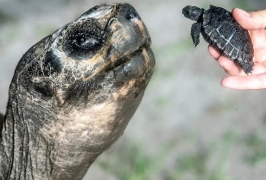 GOLIATH: Tartaruga de 135 anos, celebra primeiro Dia dos Pais