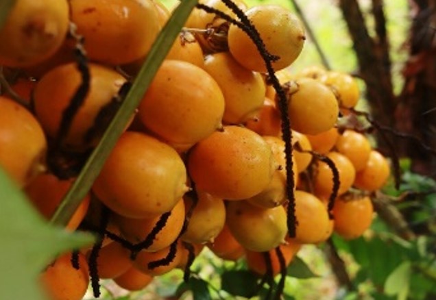 SAUDÁVEL: Conheça o tucumã, o tesouro nutricional da Amazônia