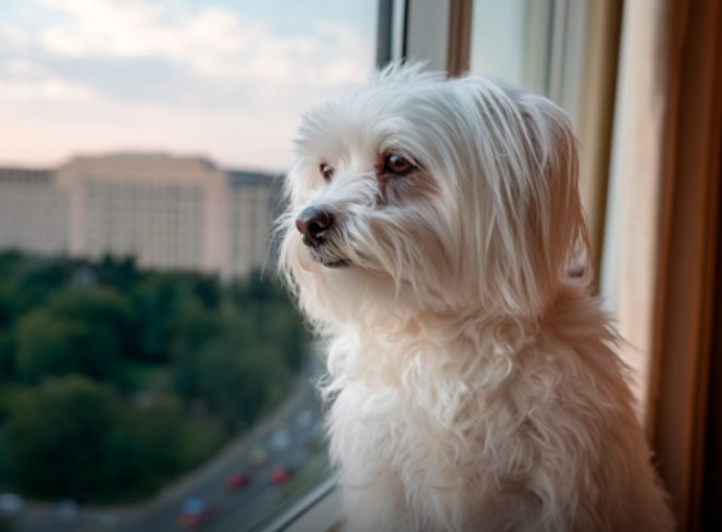 VOCÊ É TUDO PARA ELE: Seu cão memorizou o som do seu carro e o ritmo de sua risada