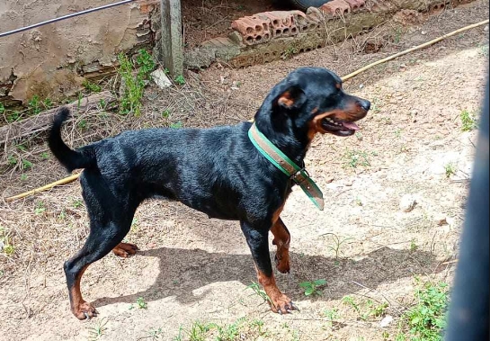 É SUA?: Rottweiler é encontrada em bairro da zona Leste em PVH