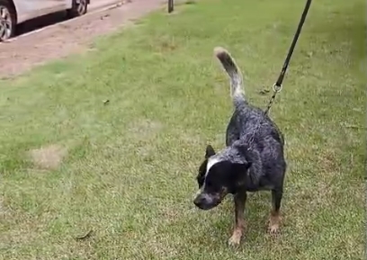 CRUELDADE: Homem que mutilou cachorro com roçadeira é solto no dia seguinte