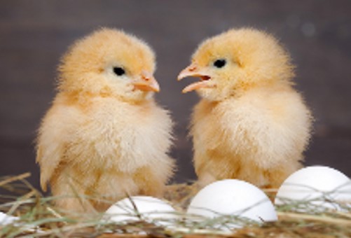 GRANDE DESCOBERTA: O que veio primeiro, a galinha ou o ovo? 