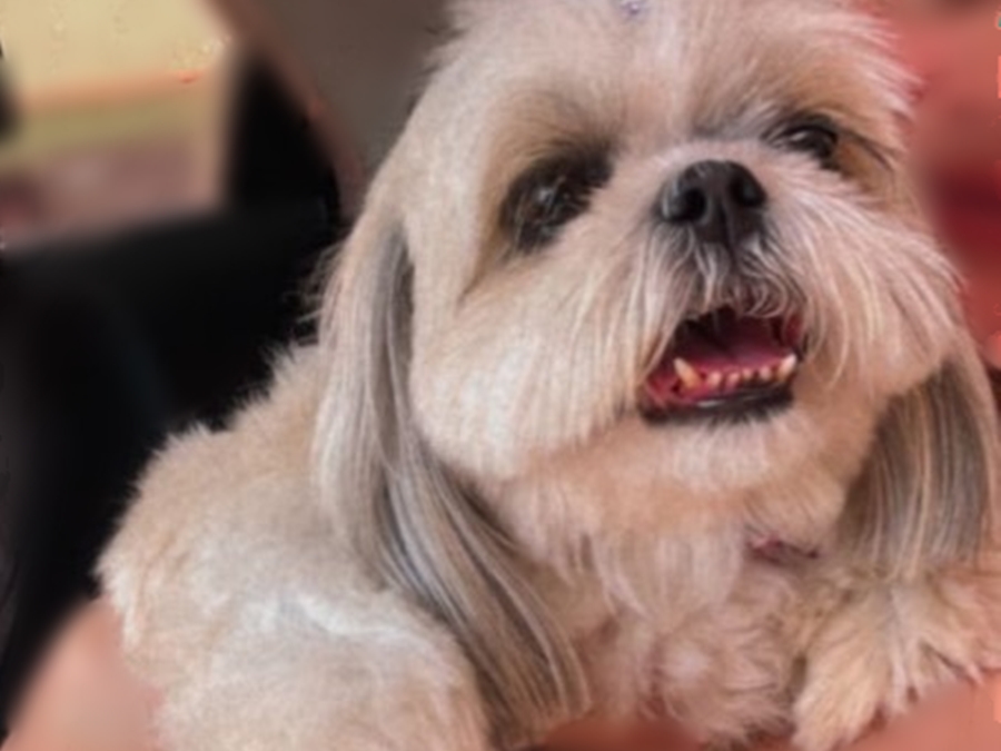 PROCURA-SE: Tutora busca por sua cachorrinha que desapareceu na Zona Sul de PVH