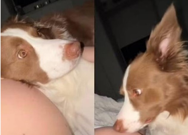 VÍDEO: Cachorro viraliza ao sentir chute de bebê na barriga de sua tutora