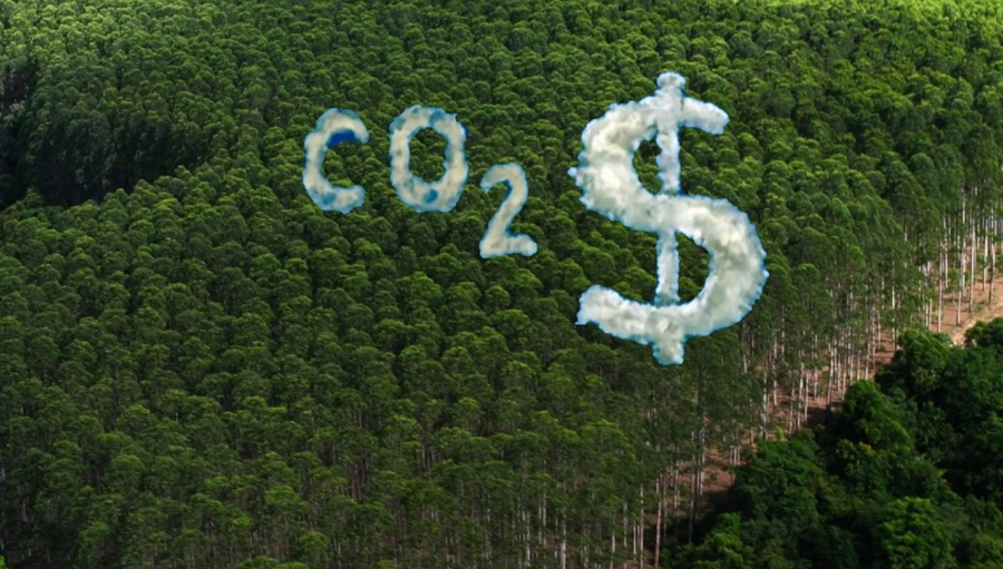 DINHEIRO:  Como os créditos de carbono podem ser uma fonte de renda para o campo