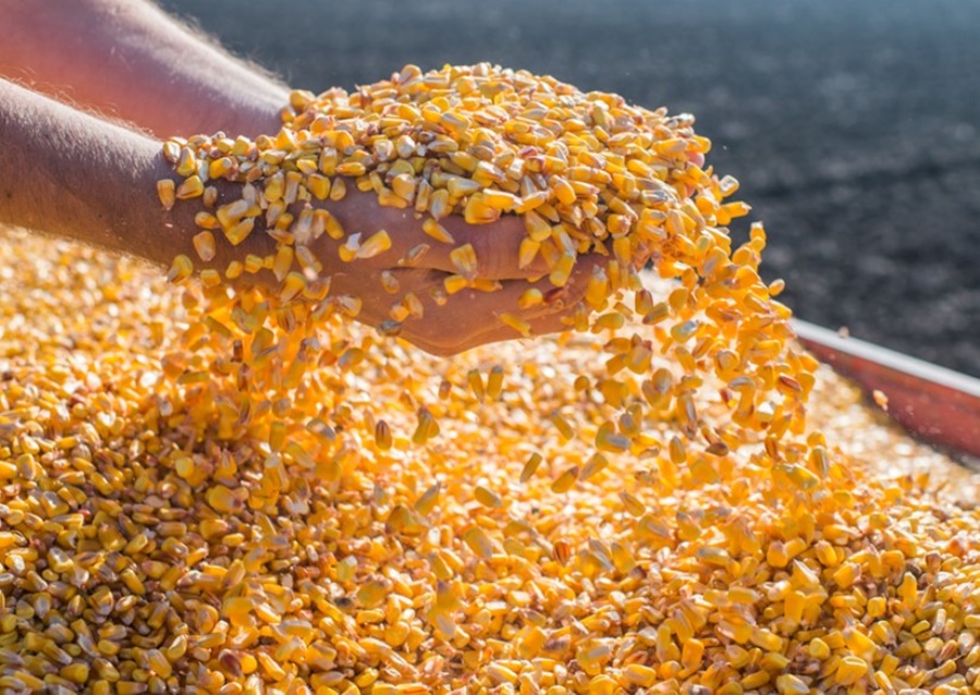 COMÉRCIO EXTERIOR: Mapa habilita mais 90 empresas para exportar milho para a China
