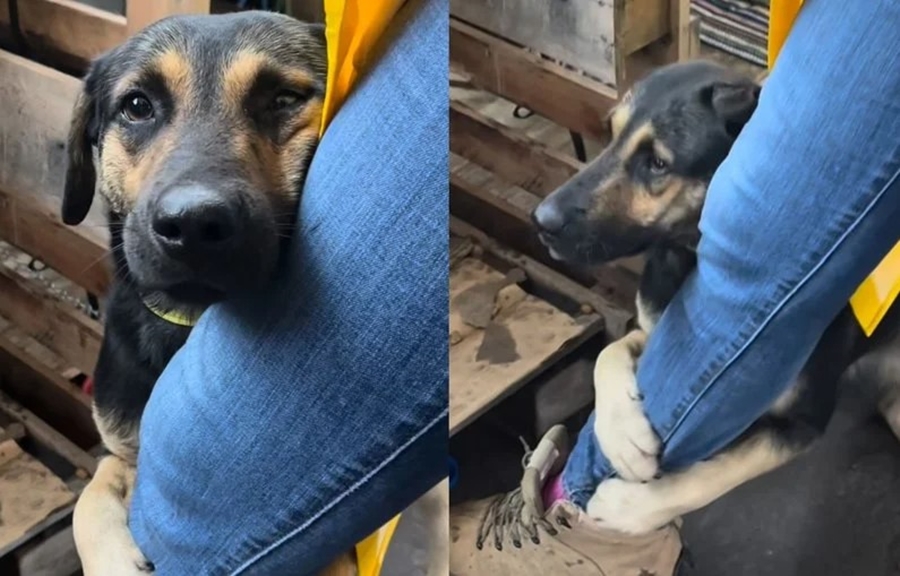 AQUECE O CORAÇÃO: Cachorro abraça perna de veterinária após ser resgatado no RS