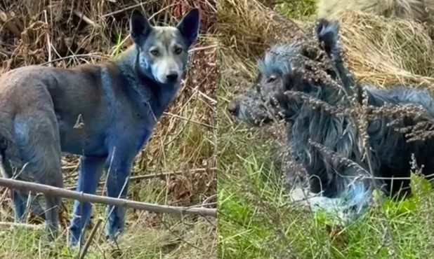 RADIAÇÃO ATÔMICA?: Cientista aponta provável causa da cor dos cães azuis de Chernobyl