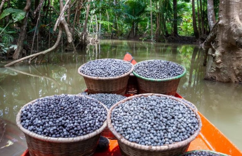 AMAZÔNIA: Tarifaço de Trump afeta 5,4 mil empreendimentos da bioeconomia