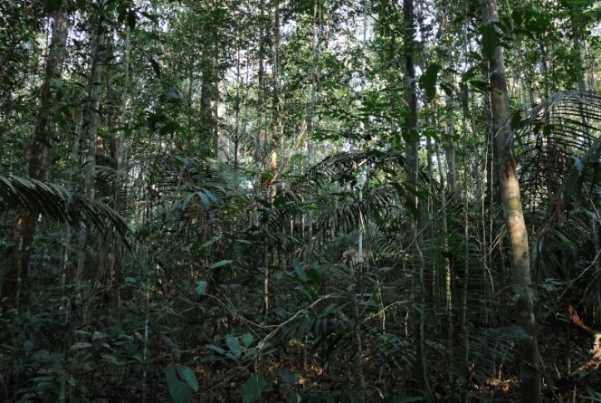 MESMO IMPACTADAS: Florestas primárias ainda são principal fonte de biodiversidade na Amazônia
