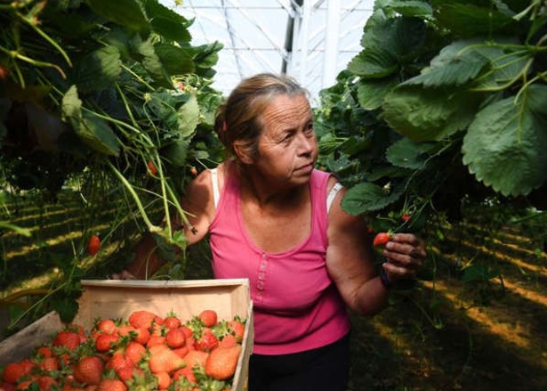 MUDANÇAS CLIMÁTICAS: Comidas amadas que podem desaparecer em breve
