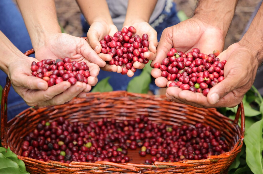 EXPORTAÇÃO DE CAFÉ: RO alcança recorde histórico com mais de 35 mil toneladas em 2024