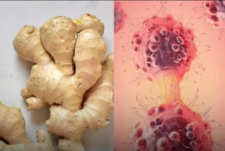 VIDA E LAZER: Estudo revela que composto do gengibre pode enfraquecer células do câncer 
