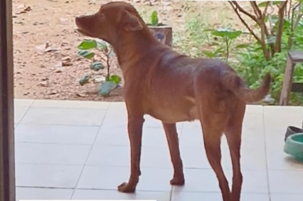 PAÇOCA: Família pede ajuda para encontrar animalzinho desaparecido