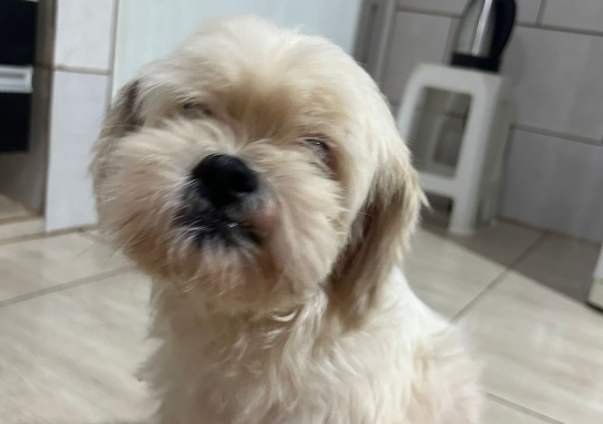 TEDDY: Shih-poo desaparece na zona leste de Porto Velho