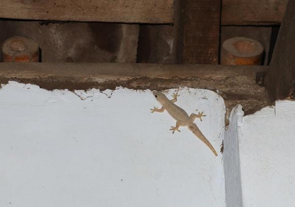 CIÊNCIA EXPLICA: Se lagartixas aparecem o tempo todo na sua casa, isso não é coincidência