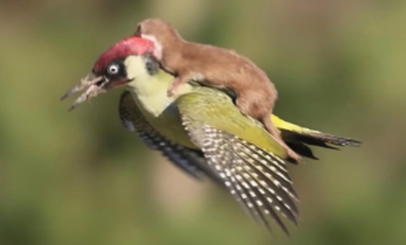 DE CARONA: Foto inédita mostra o passeio curioso de uma doninha nas costas de um pica-pau
