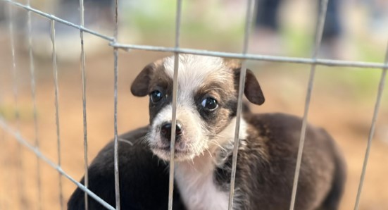 PROTEÇÃO: Clínica de Bem-Estar Animal reforça combate ao abandono em Porto Velho