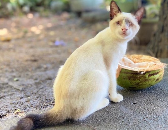 VOCÊ VIU? Gatinho cego desaparece na zona Norte de Porto Velho