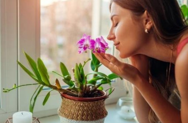 NEM TUDO É FLORES: Saiba quais plantas podem causar alergias dentro de casa