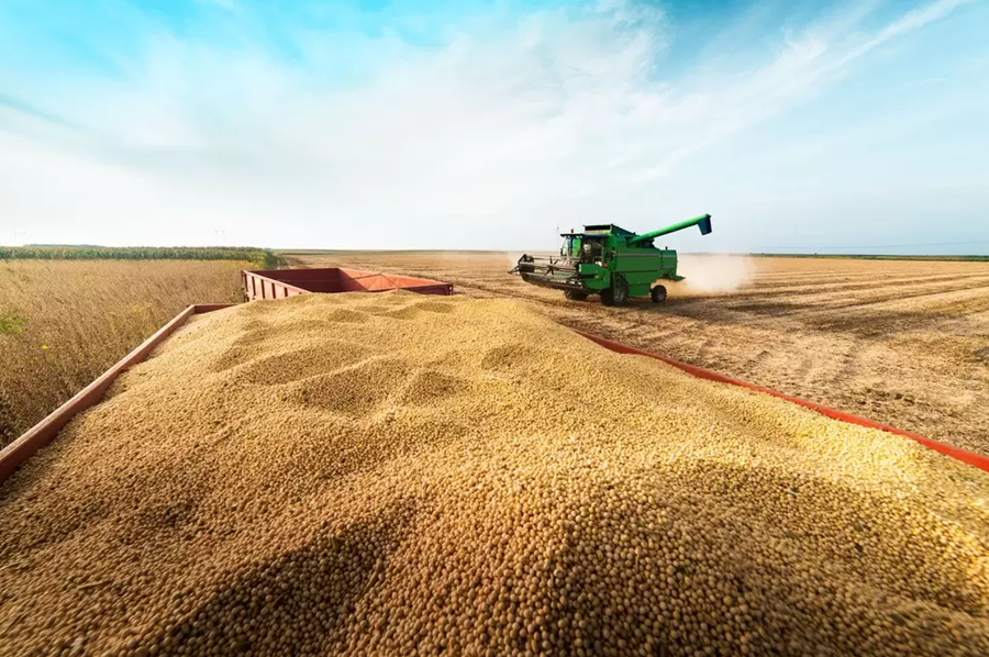 NO BRASIL: Plantio de soja salta 6 mi de ha em uma semana e vai a 24% da área