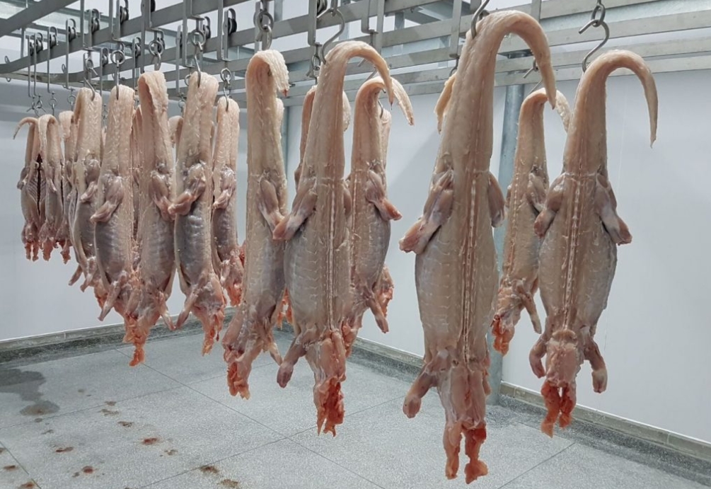 LAGO DO CUNIÃ: Carne de jacaré de Rondônia avança para obter selo nacional de origem